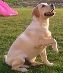 Le Caractere Atypique Du Labrador Labrador Chien Chien Labrador
