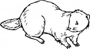 Print animal coloring pages for free and color our animal coloring! Nocturnal Animal Beaver Coloring Page Animals Coloring Pages Nocturnal Animals Coloring Pages