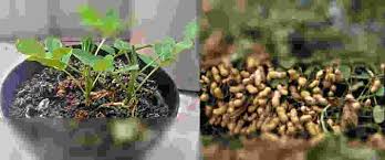 Dalam cara budidaya kacang tanah, cara menanam kacang tanah dengan memperhatikan beberapa hal. Cara Menanam Kacang Tanah Di Polybag Agar Hasil Maksimal