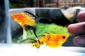 Cara Membedakan Ikan Golden Black Jantan Dan Betina Berbagai Perbedaan