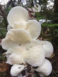 Angel Wings Growing Up A Stick In Juneau Alaska Mushroomporn Stuffed Mushrooms Juneau Alaska Wild Mushrooms