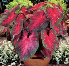 Maybe you would like to learn more about one of these? Budidaya Tanaman Hias Paling Banyak Di Indonesia Bibitbunga Com