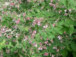Image result for Fabaceae subfamily Mimosoideae