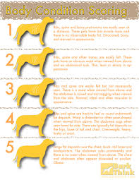 How Will Dog Food Comparison Chart 10 Be In The