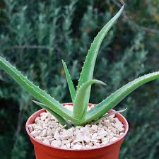 Image result for Aloe wollastonii
