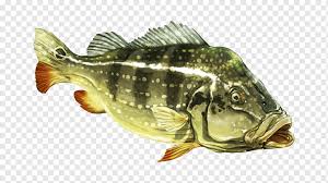 Ikan mas do a mancing ikan nila download mancing a do a mancing biar dapat banyak mancing baung mancing belut besar mancing buaya mancing bandeng mancing bagan mancing bahasa inggris. Ikan Nila Bertengger Produk Ikan Mas Ikan Berminyak Pavon Lain Lain Fauna Produk Ikan Png Pngwing