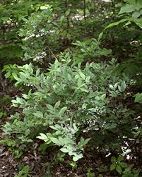 Image result for Vaccinium stanleyi