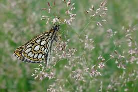 Image result for Heteropterus morpheus