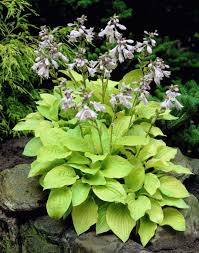 Funkien Hosta Pflegeleichte Und Imposante Staude Hosta Pflanzen Funkien Pflanzen