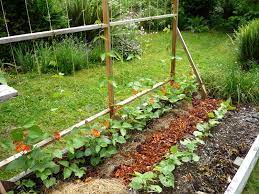 One of my fondest memories as a kid was picking green beans from my aunt's garden and snapping them on the front porch with my dad, uncle, cousins, brother and sister. How To Build A Bean Trellis For Raised Garden Beds Eartheasy Guides Articles Eartheasy Guides Articles
