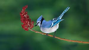 نتیجه جستجوی لغت [jay] در گوگل