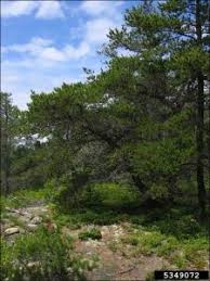 I don't own all of the pics i post. Jack Pine Natural Resource Stewardship