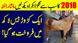 Jun 30, 2021 · high commission for pakistan canberra *** if you are a pakistani living in australia please register yourself with high commission of pakistan for facilitation. Most Expensive Goat Of Eid Ul Adha 2018 Worth 80 Thousand Us Dollars Sold In India Youtube