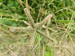 Image result for Dactyloctenium aegyptium