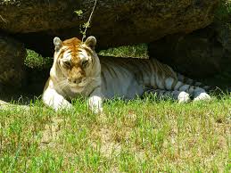 Meet the golden tabby tiger the golden tiger is a subspecies of tiger found throughout the indian subcon wild animals photos majestic animals pretty animals. Golden Tabby Tiger Beautiful Mutant Our Breathing Planet