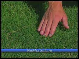 യാർഡ് | learn detailed meaning of yard in malayalam dictionary with audio prononciations, definitions and usage. How To Grow Bermudagrass Youtube