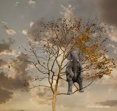 Stock Funny Picture Of An Elephant Hiding In A Tree