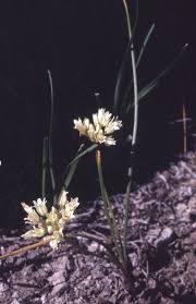 The plant is also reportedly naturalized in cuba. Allium Textile Wikipedia
