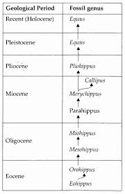 Ncert Solutions For Class 12 Biology Chapter 7 Evolution 9 Https Www Learninsta Com Ncert Solutions For Class 12 Biology Notes Biology Cell Biology Notes