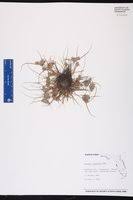 Image result for Cyperus cuspidatus