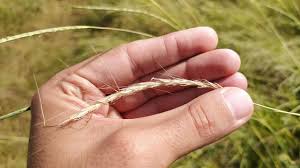 Image result for Sehima