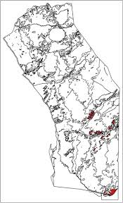 Image result for Limeum argute-carinatum