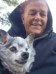 Small breed dog for wheelchair user