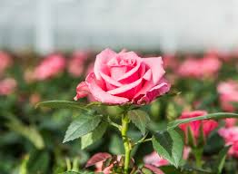 The rose will have yellow, red or pink flowers. Kordana
