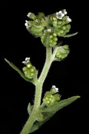 Image result for Cynoglossum lanceolatum