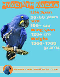 69 rare parrot comparison chart