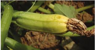 The best way to eat zucchini is to consume is raw. Cucumbers Taste Astringent And Bitter Is It Because There Are Pesticide Residues On The Surface Rumor Don T Worry Too Much Daydaynews