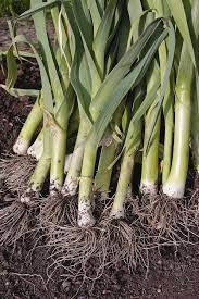 Then carefully dig up the vegetables, making sure they are. When And How To Harvest Leeks