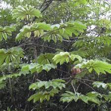 Image result for Ehretia obtusifolia