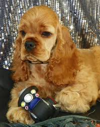 This funny little pup is always up to something. English Labrador Retriever Puppies For Sale Maryland The Y Guide