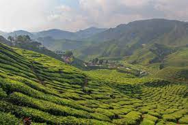 Maybe you would like to learn more about one of these? Cameron Highlands The Best Attractions And Tours Placesofjuma