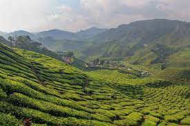 The tea farm is often visited for the scenic views and the visitor centre. Cameron Highlands Alle Tipps Fur Deine Tour Placesofjuma