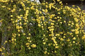 Image result for Jasminum meyeri-johannis