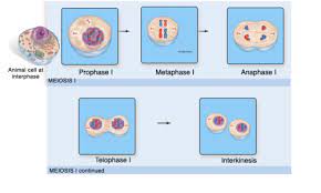 Meiosis starts with one cell and ends with four. Mitosis Meiosis Hw Flashcards Quizlet