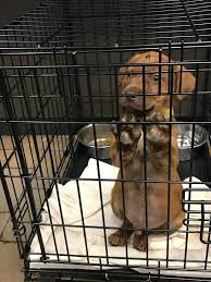 The wisconsin humane society is committed to providing protection, shelter, and care for wild and homeless animals. Our Blog Petfinder Foundation