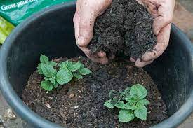 How To Grow Potatoes In Containers Rhs Campaign For School Gardening