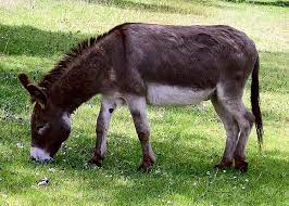 Please, try to prove me wrong i dare you. What Is A Female Donkey Called Trivia Questions Quizzclub