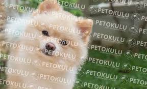 Pomeranian Boo Egitimi Ve Ozellikleri Pet Okulu