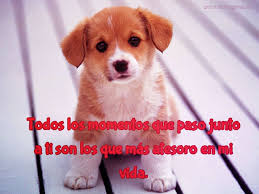 Maybe you would like to learn more about one of these? Frases De Amor Con Imagenes De Perros Tiernos Para Facebook