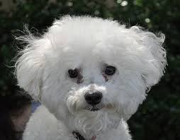 Maybe you would like to learn more about one of these? Atlanta Ga Bichon Frise Meet Mia A Pet For Adoption