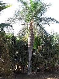 Image result for Cordia torrei