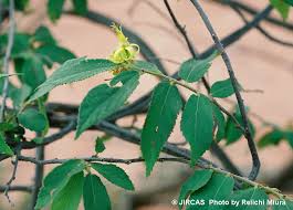 Image result for Grewia flavescens