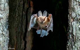 Image result for Acrotome mozambiquensis