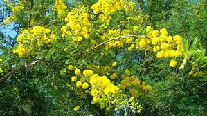 Image result for Acacia karroo