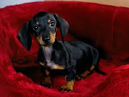Black And Tan Mini Dachshund Puppy Black And Tan Dachshund Dog Dachshund Puppy Cute Dog Photos