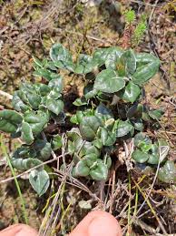 Image result for Macledium sessiliflorum